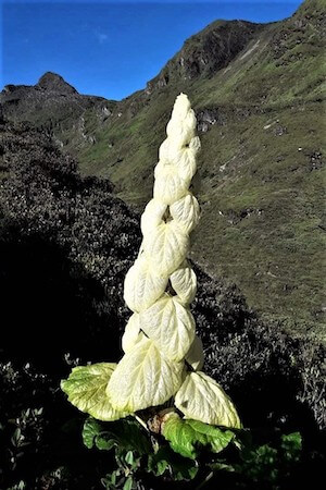 Exotic flora of Bhutan